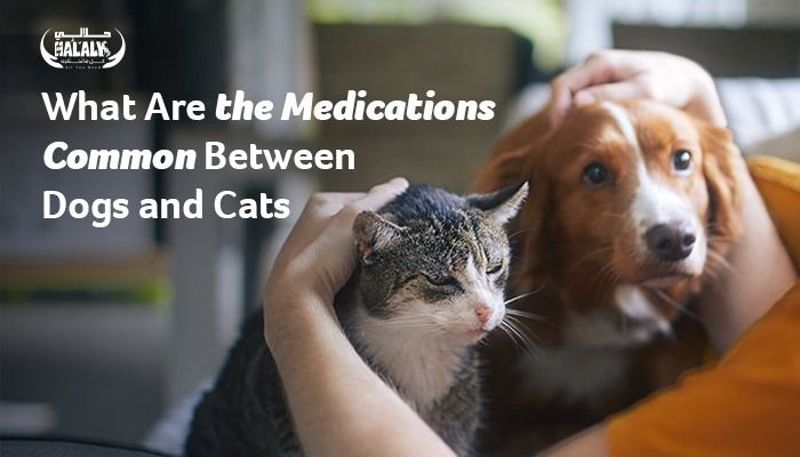 What Are the Medications Common Between Dogs and Cats